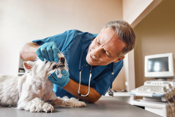 Best Emergency Dentist Near Me  in Crestwood Village, NJ